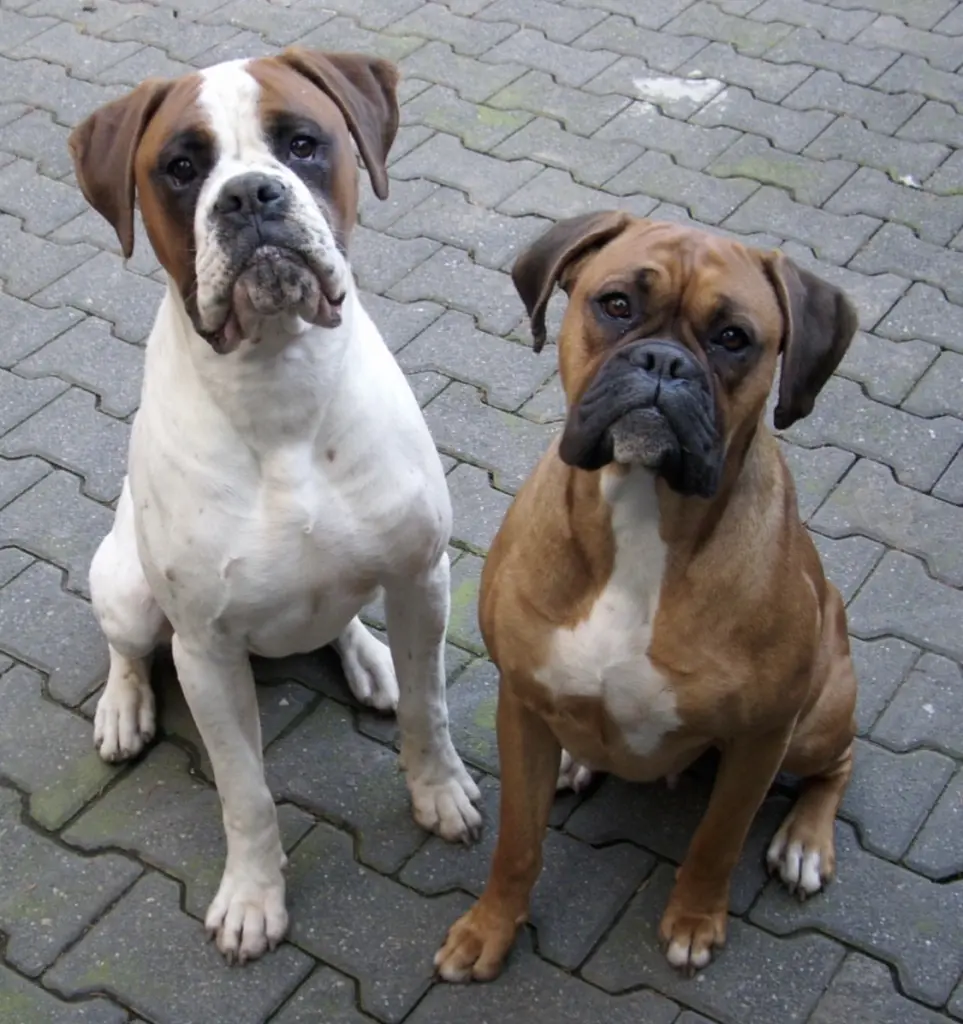 Image from Tyson