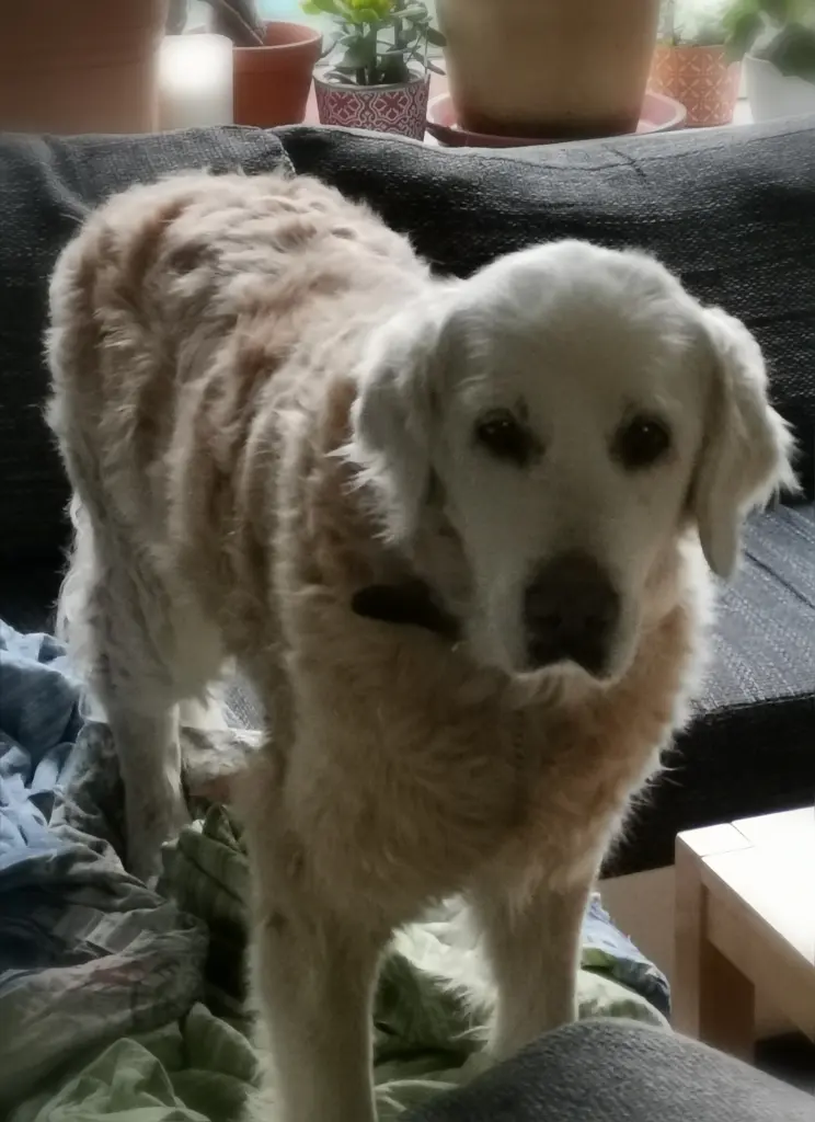 Image from Stella