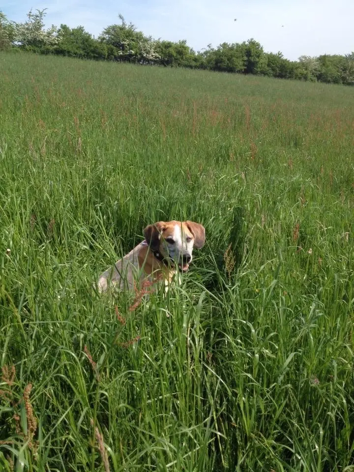 Image from Wallace