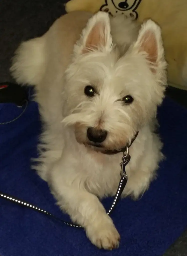 Bild von Ajko