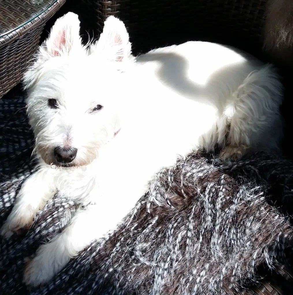 Bild von Ajko