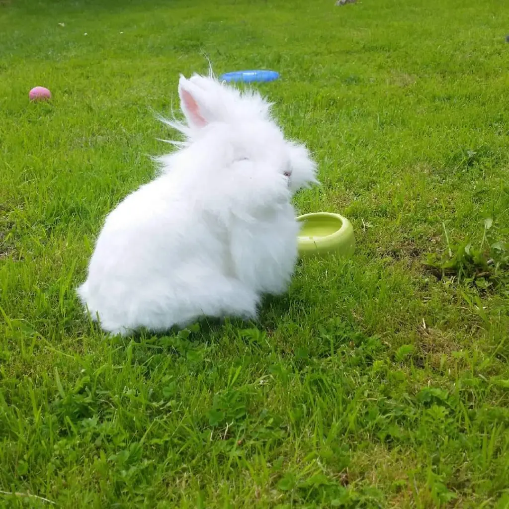 Image from Püppy