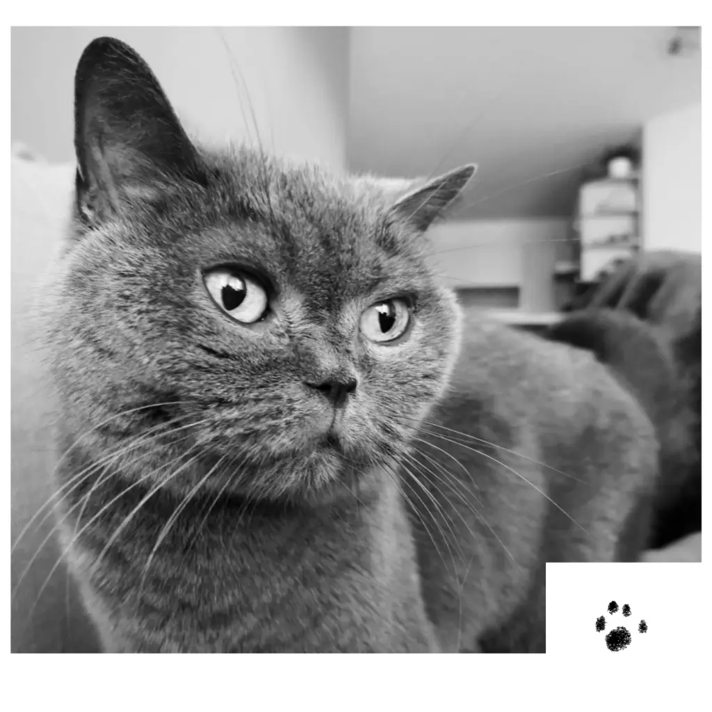 Image from Sissi