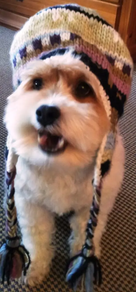 Image from Carlos