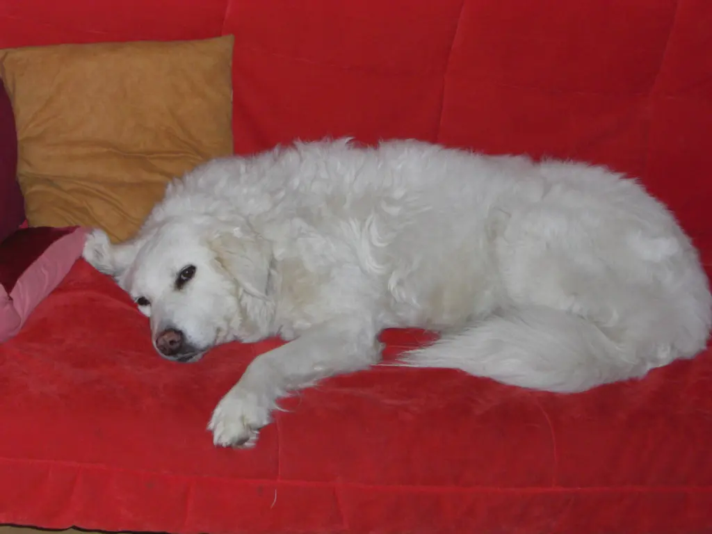 Image from Zeyla