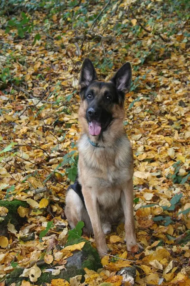 Image from Ayko