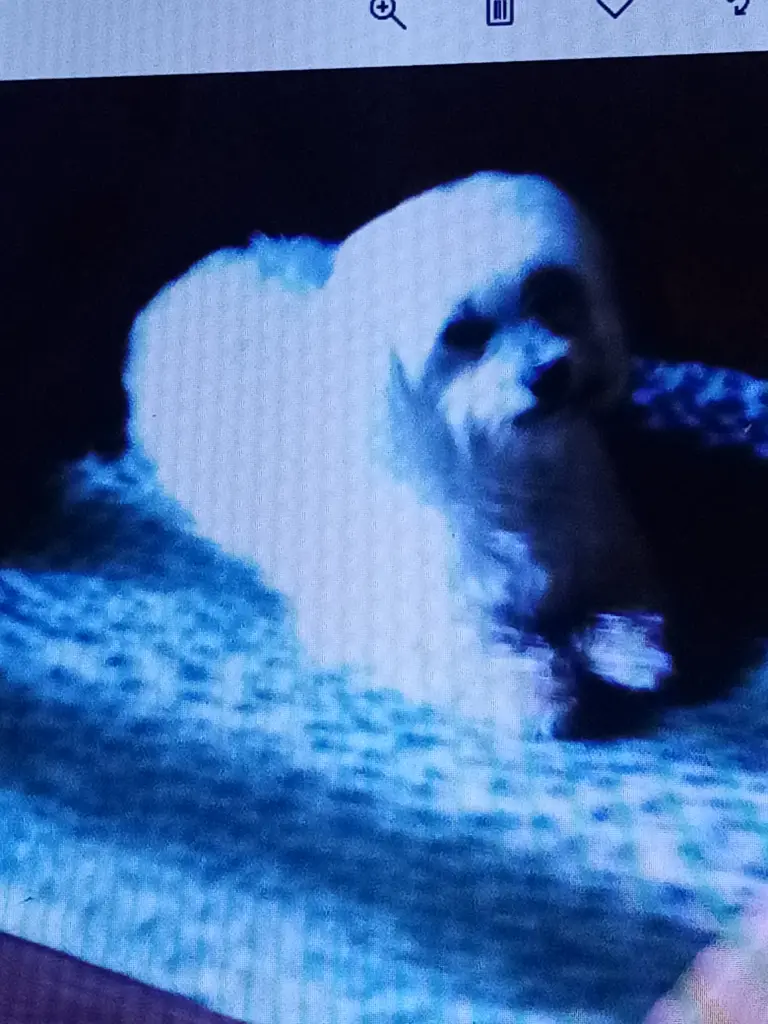 Condolence image of Gabi mit Buffy