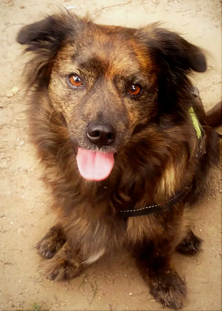 Image from Balou
