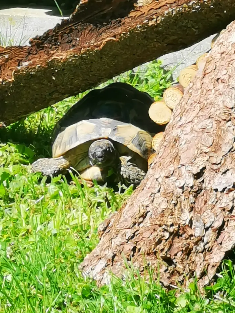 Andachtsbild von Tina