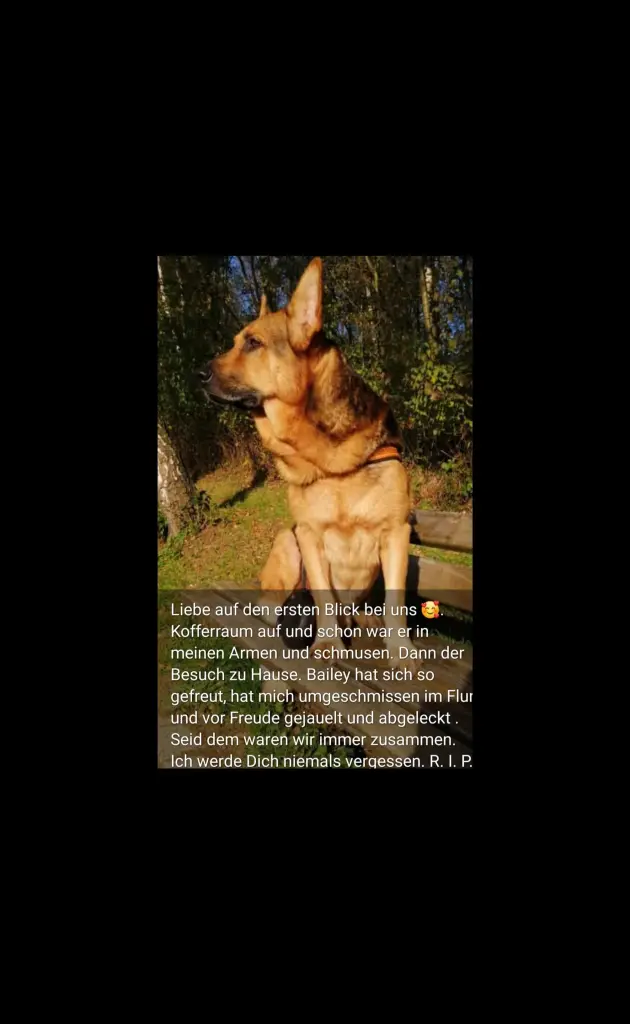 Image from Bailey 