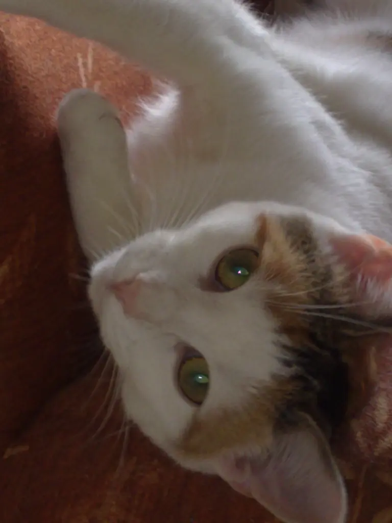 Image from Maja
