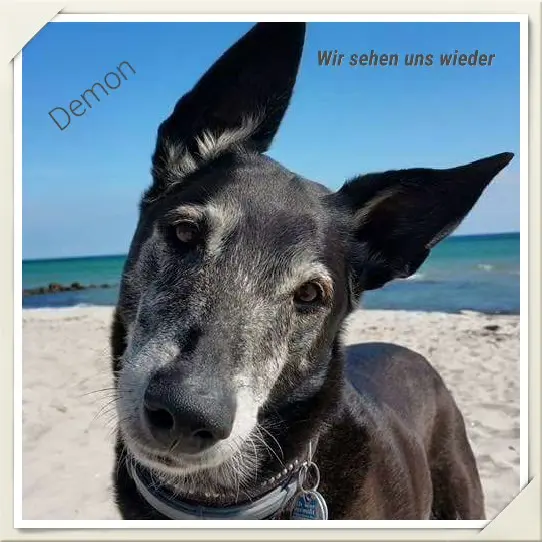 Image from Demon