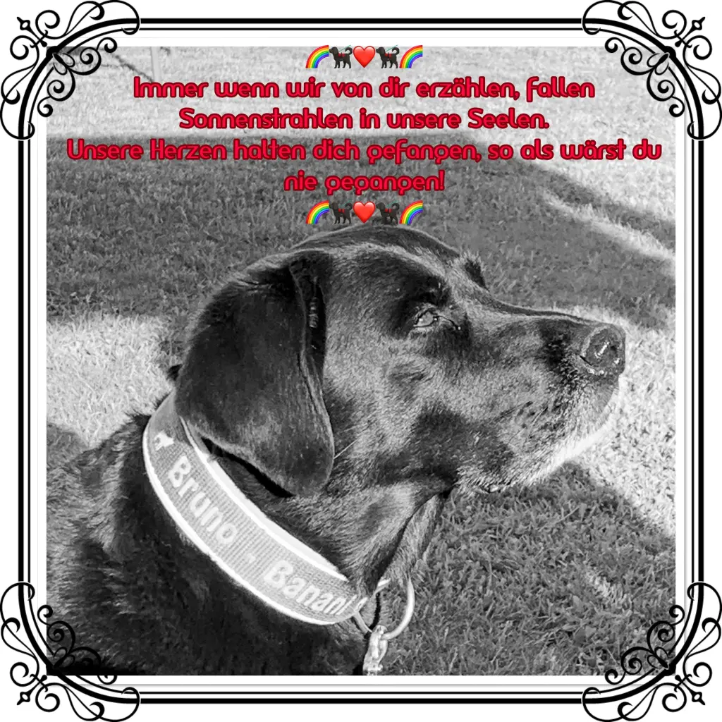 Image from Bruno - Banani