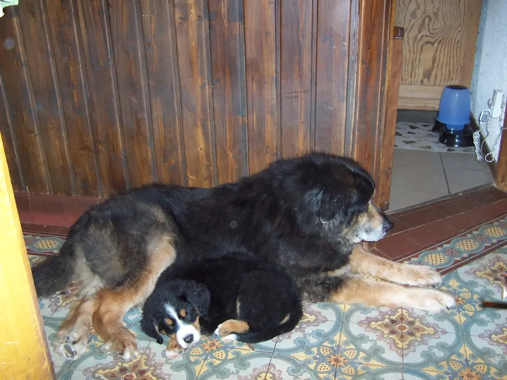 Image from Balu