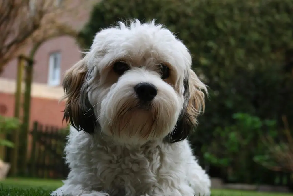 Condolence image of Claudia