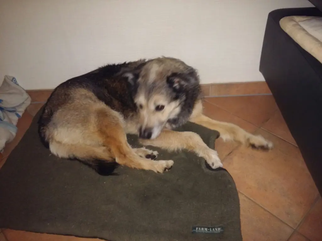 Condolence image of Carola