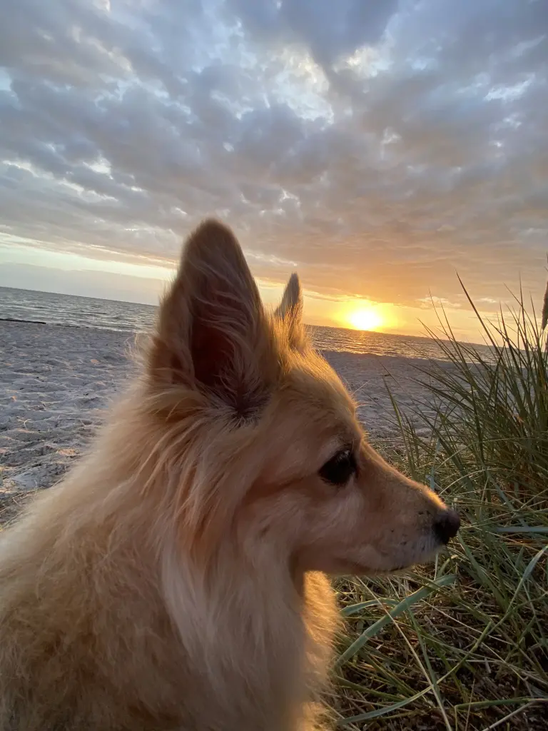 Image from Lucy