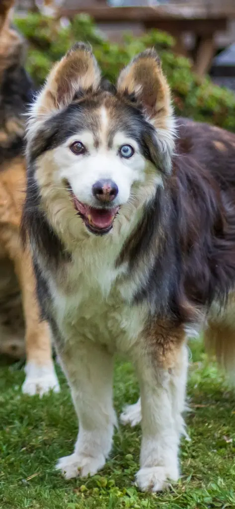 Bild von Prinzessin Amira von Kampfpuschel