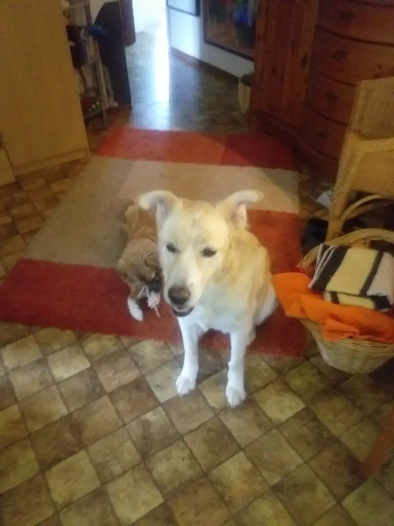 Image from Dora