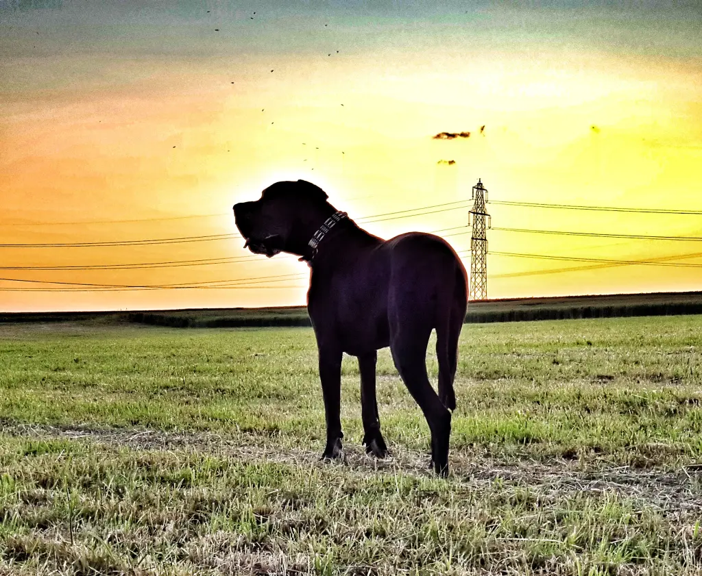 Image from Butkus