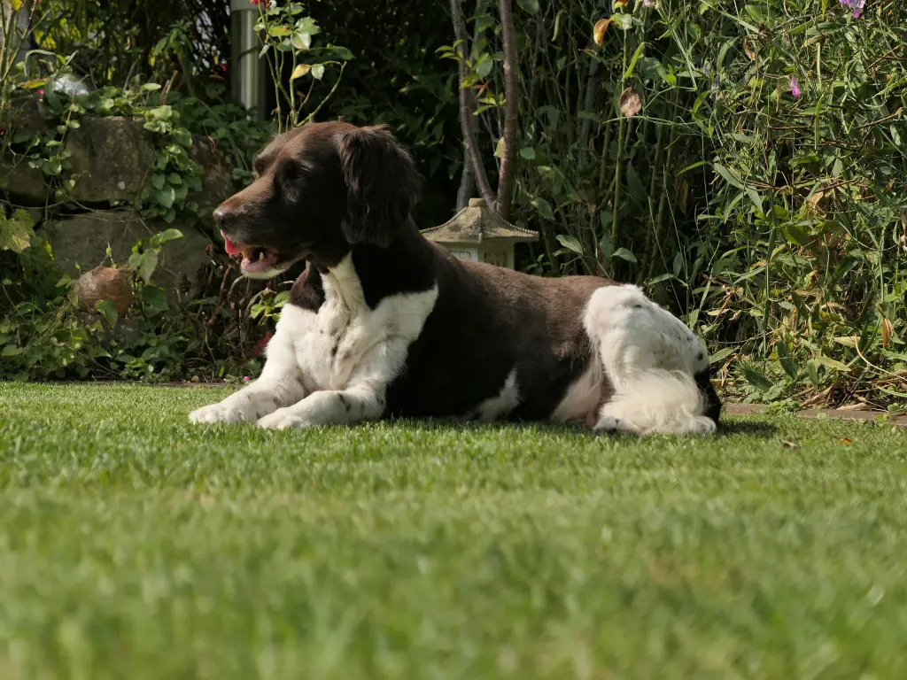Image from Floh