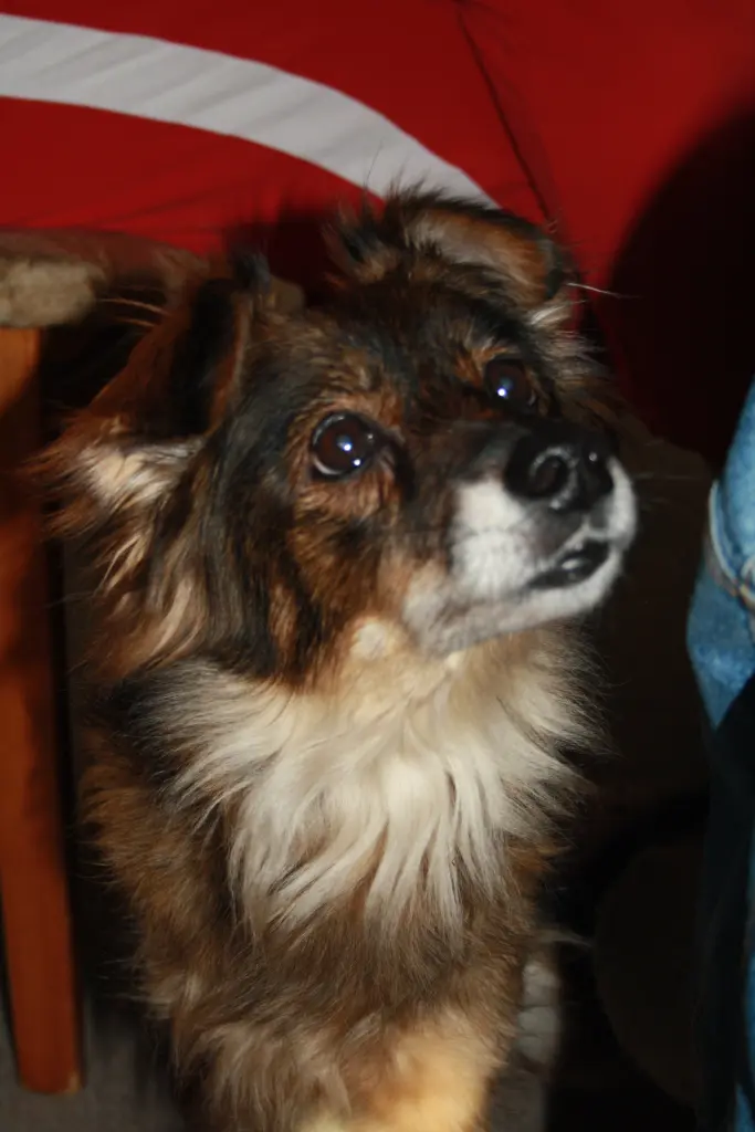 Andachtsbild von Simone