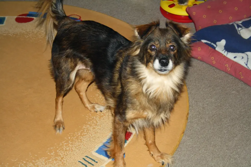 Bild von Tapsy