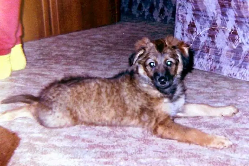 Bild von Tapsy