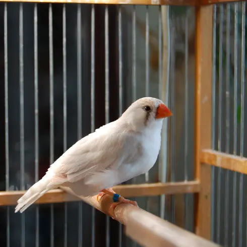 Andachtsbild von Claus - mit Flöckchen im Herzen
