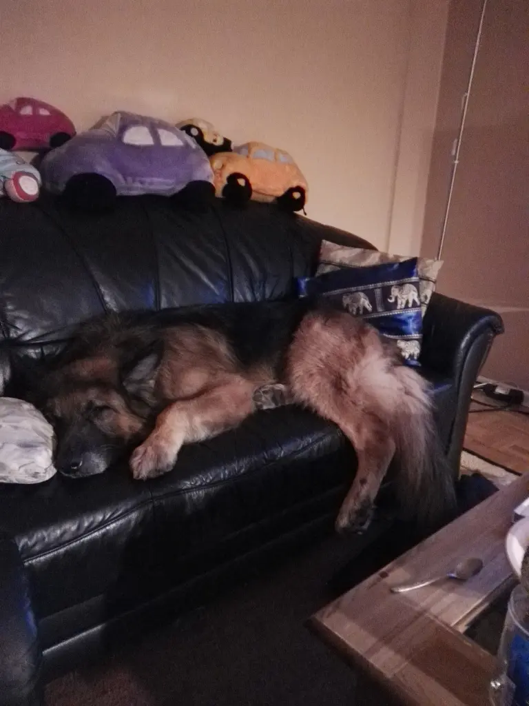 Image from Simba