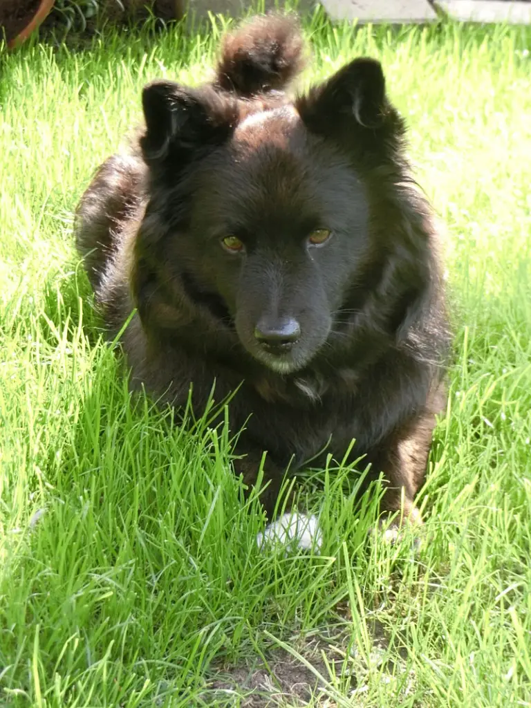 Condolence image of Elke mit Wolle tief im Herzen
