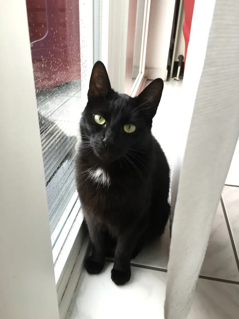 Image from Kitty