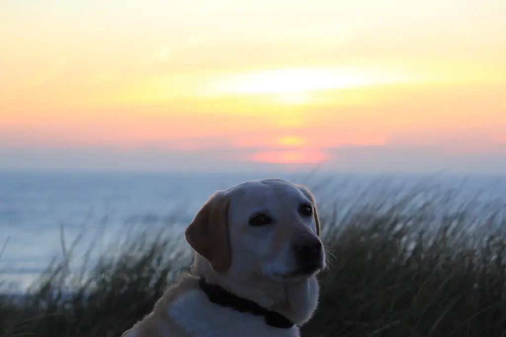 Condolence image of Marion