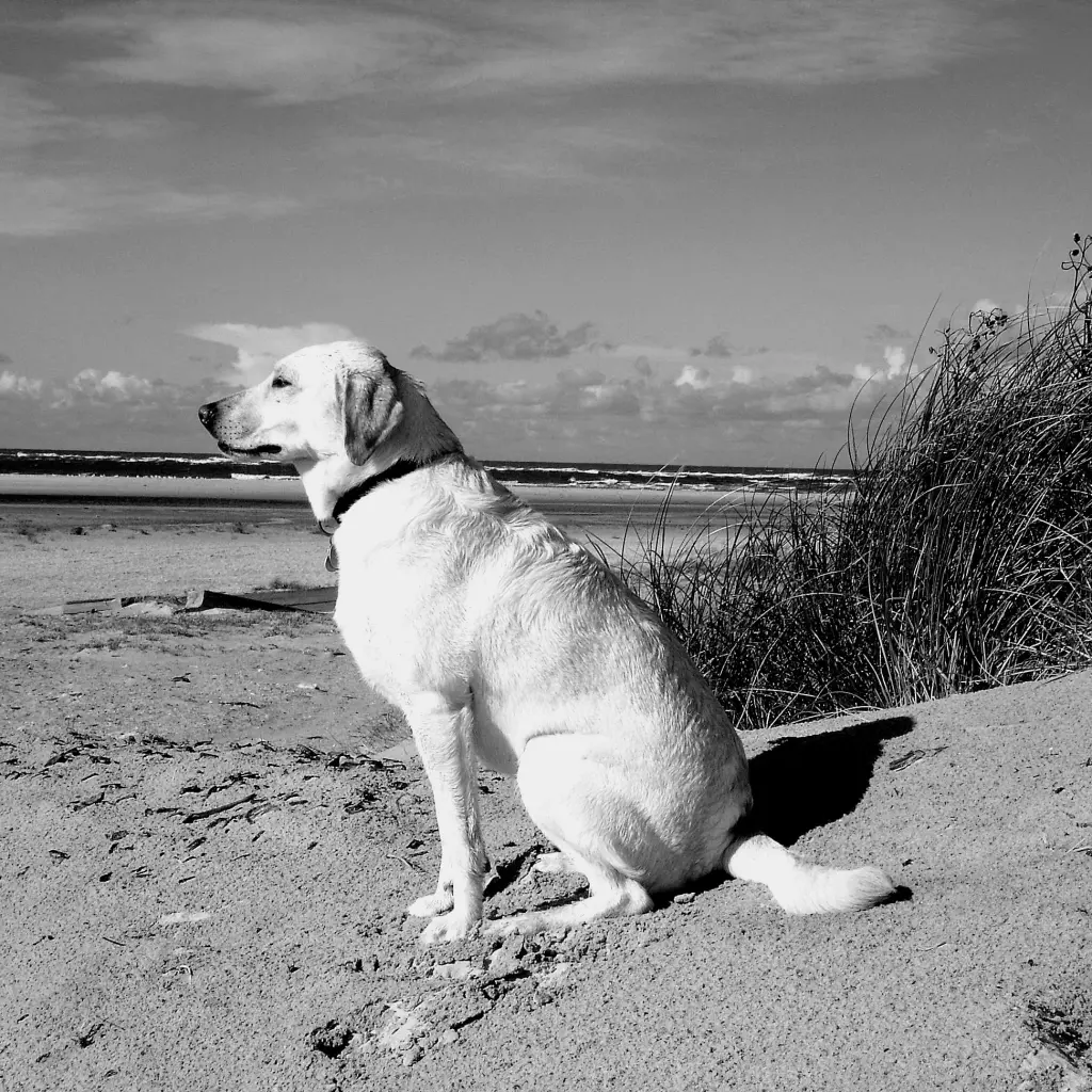 Condolence image of Marion