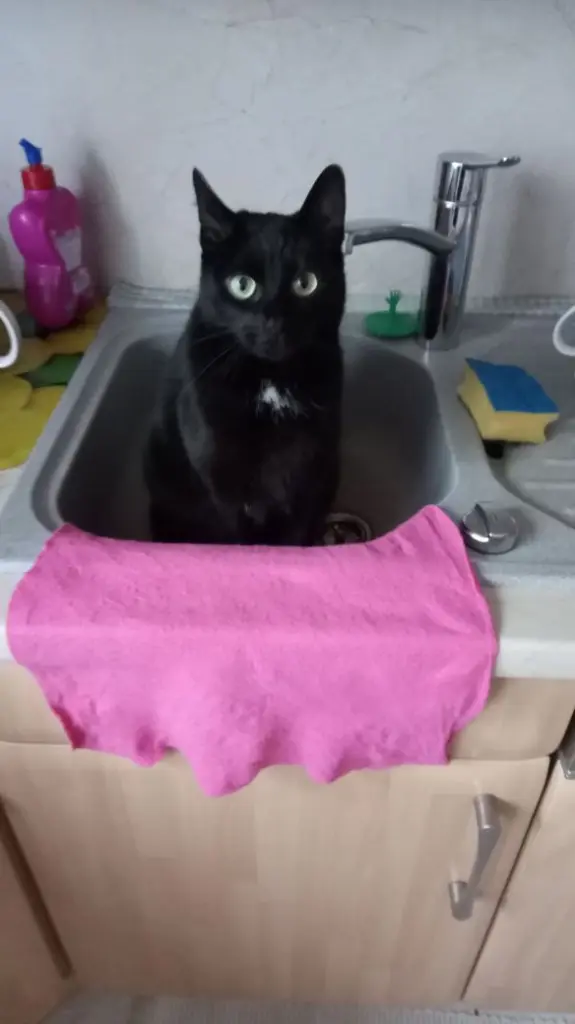 Condolence image of Für Kitty ♥️