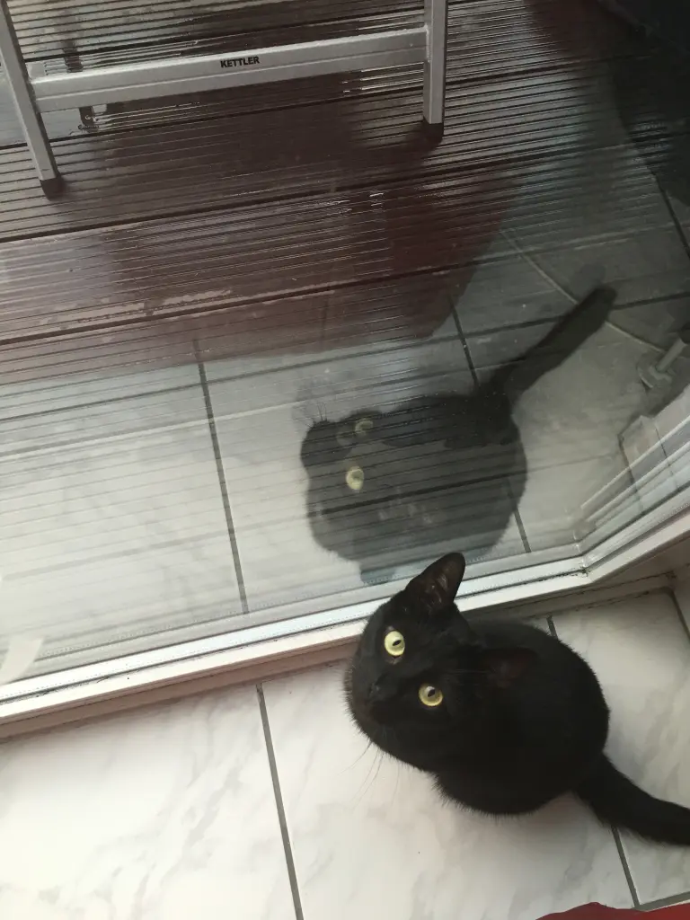 Image from Kitty