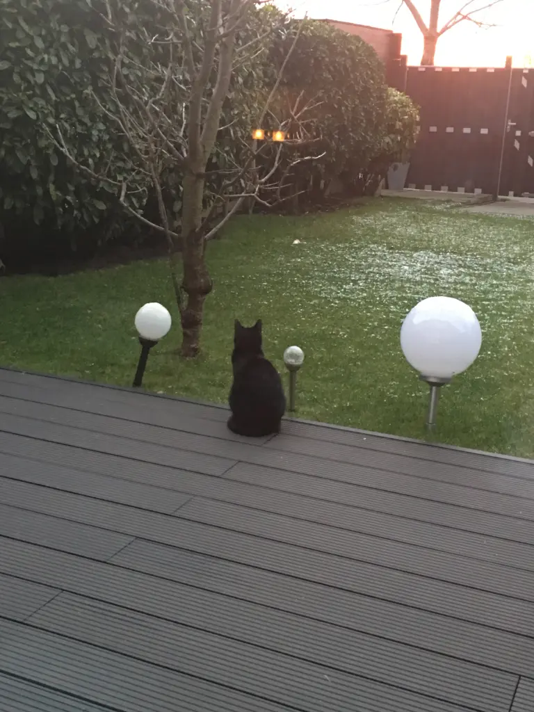 Image from Kitty