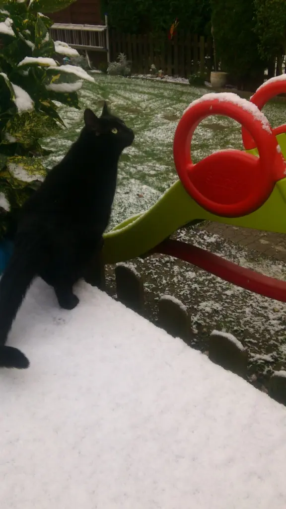 Image from Kitty