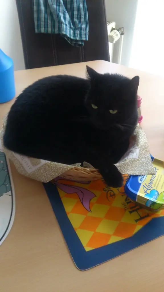 Image from Kitty
