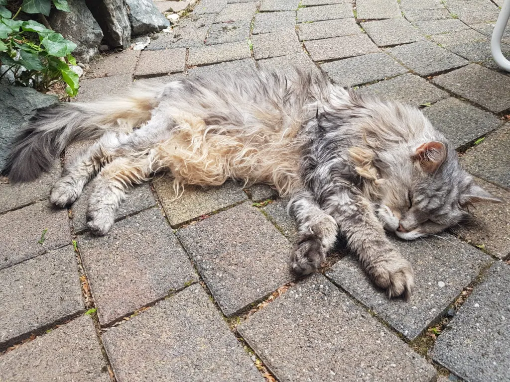 Andachtsbild von Barbara