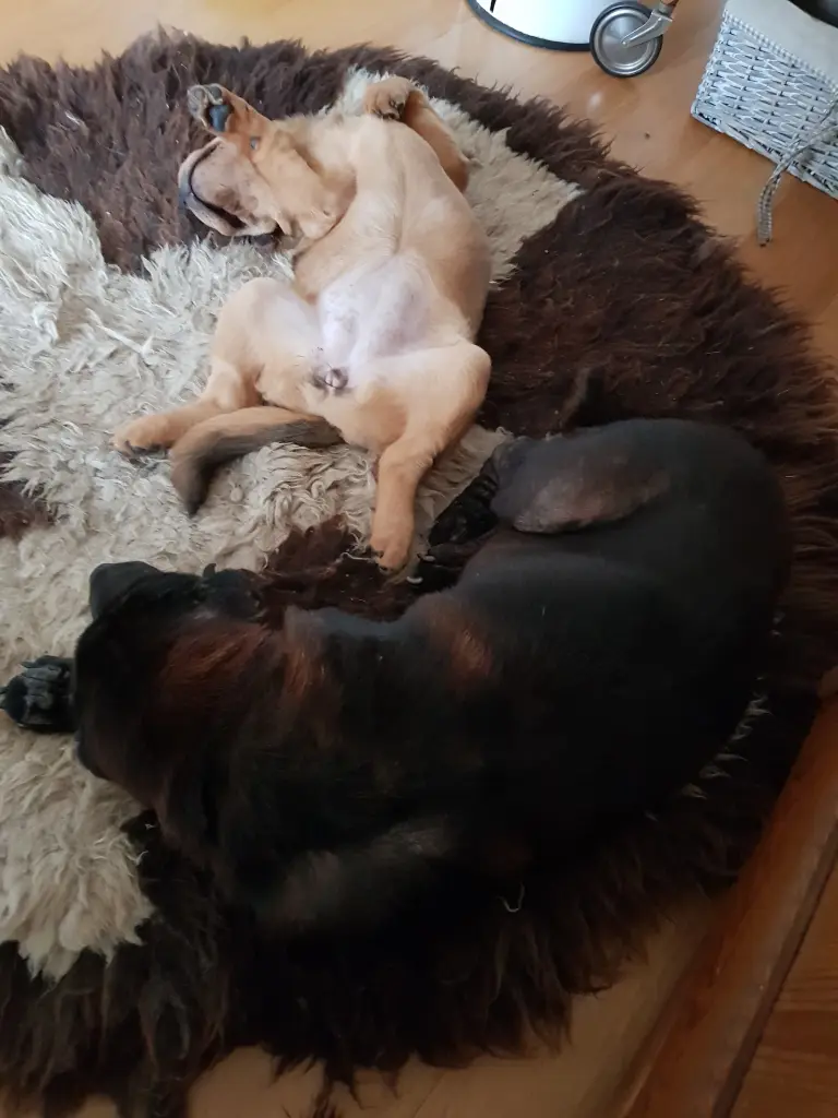 Andachtsbild von Sonja