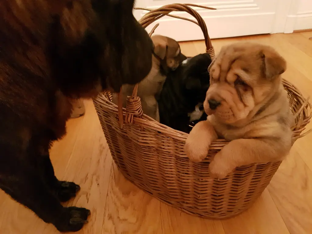 Andachtsbild von Für Loona ❤