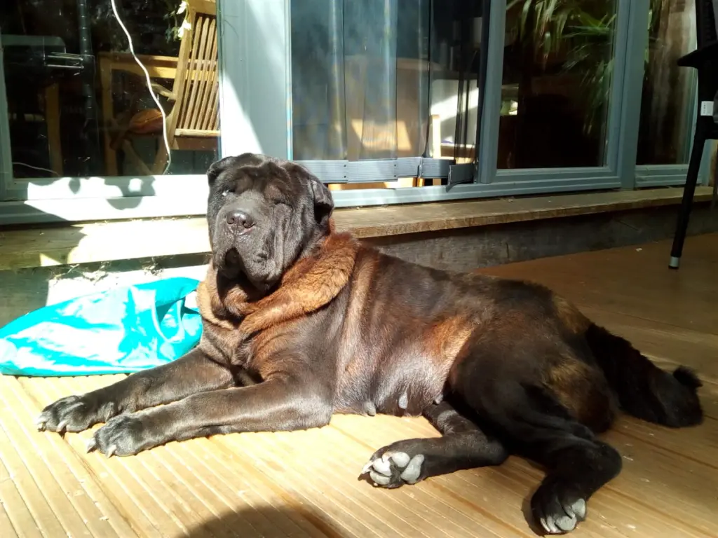 Andachtsbild von Für Loona ❤