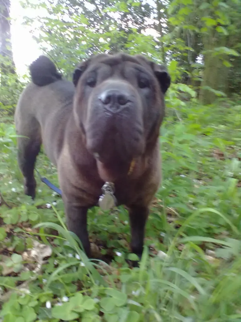 Andachtsbild von Sonja