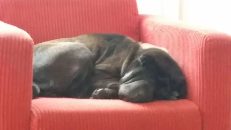 Andachtsbild von Sonja