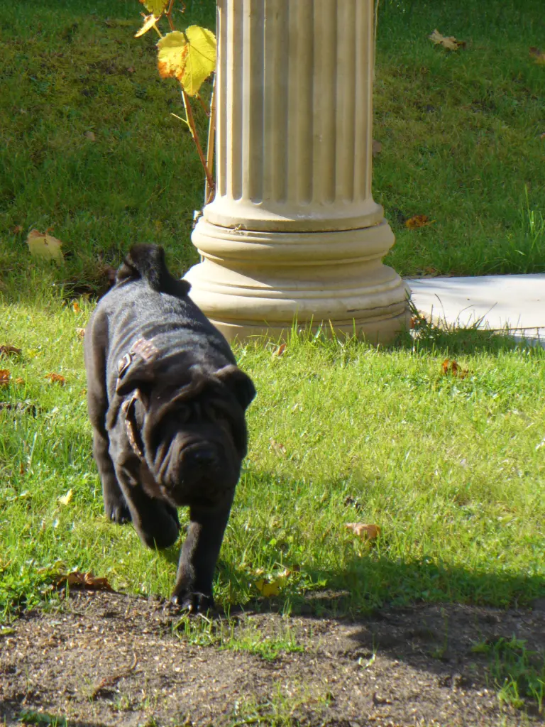 Andachtsbild von Sonja