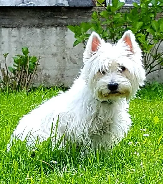 Bild von Shani
