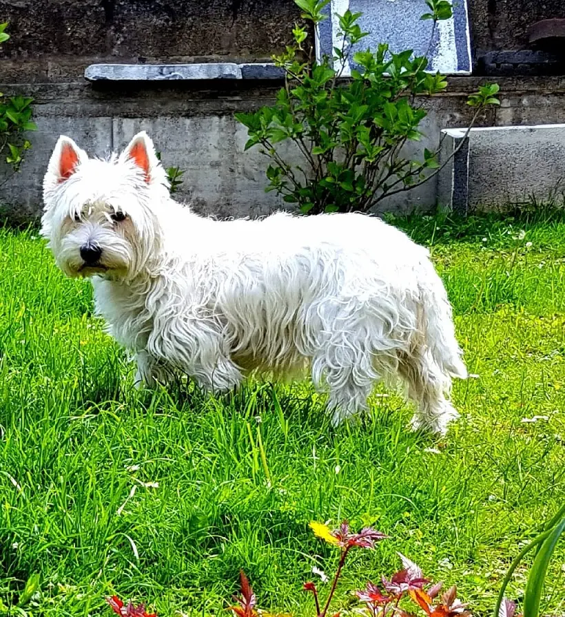Bild von Shani