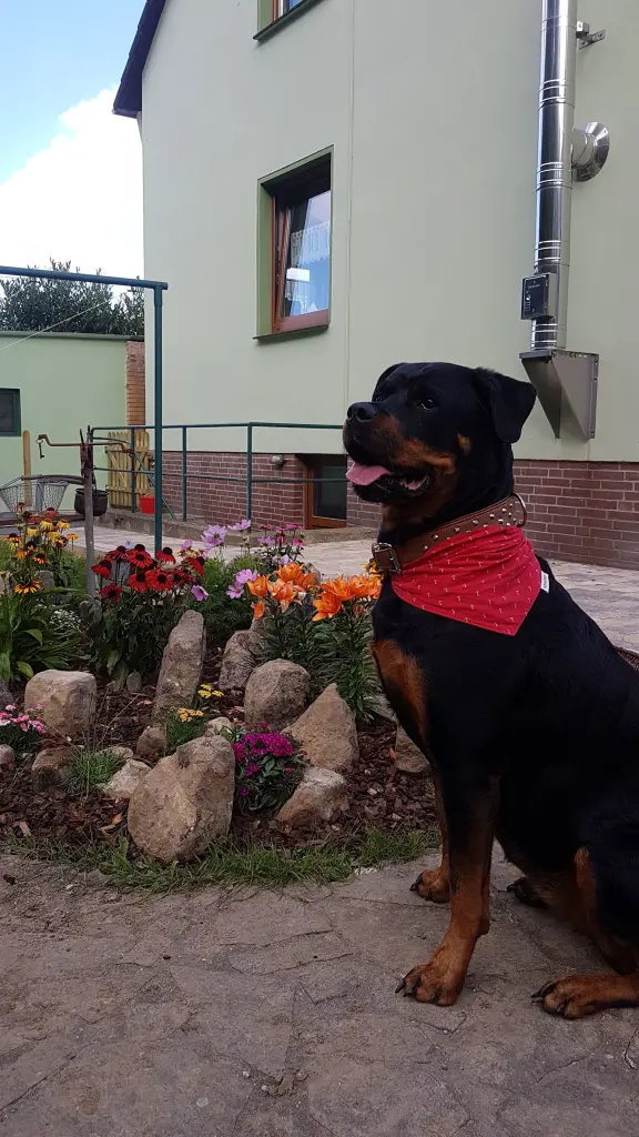 Andachtsbild von Frauchen