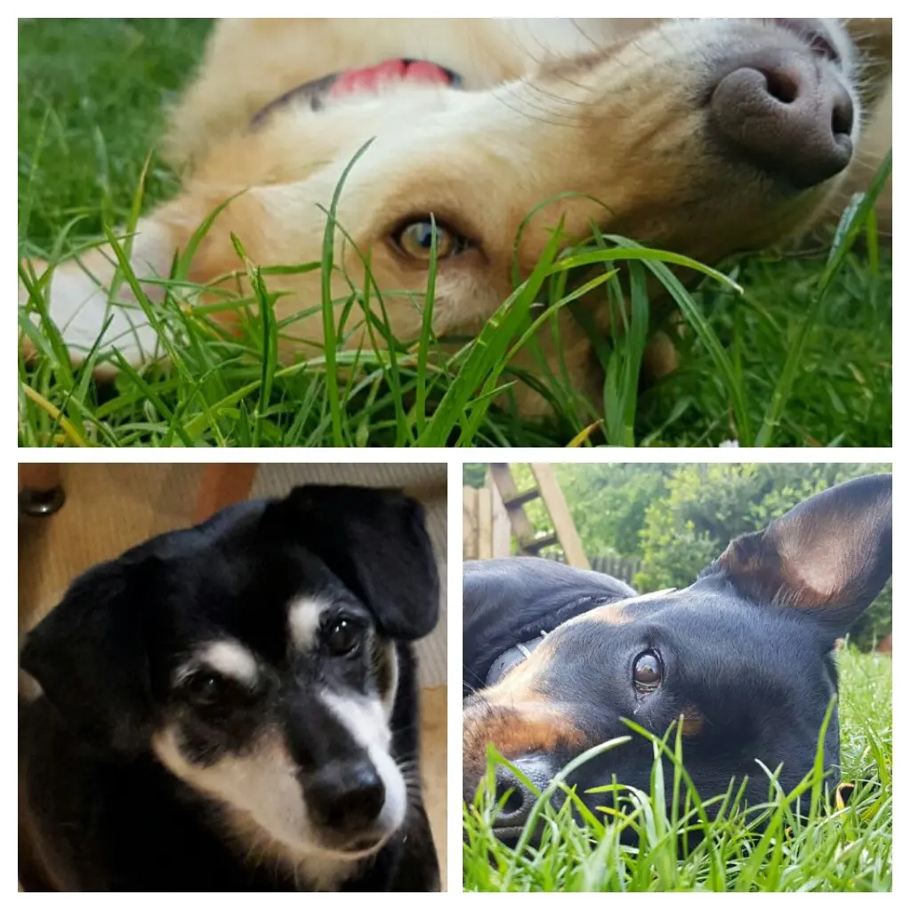 Andachtsbild von Omi & Opi